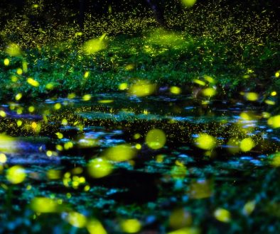 Flireflies-in-the-woods-min