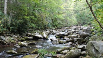 Stream+Elkmont