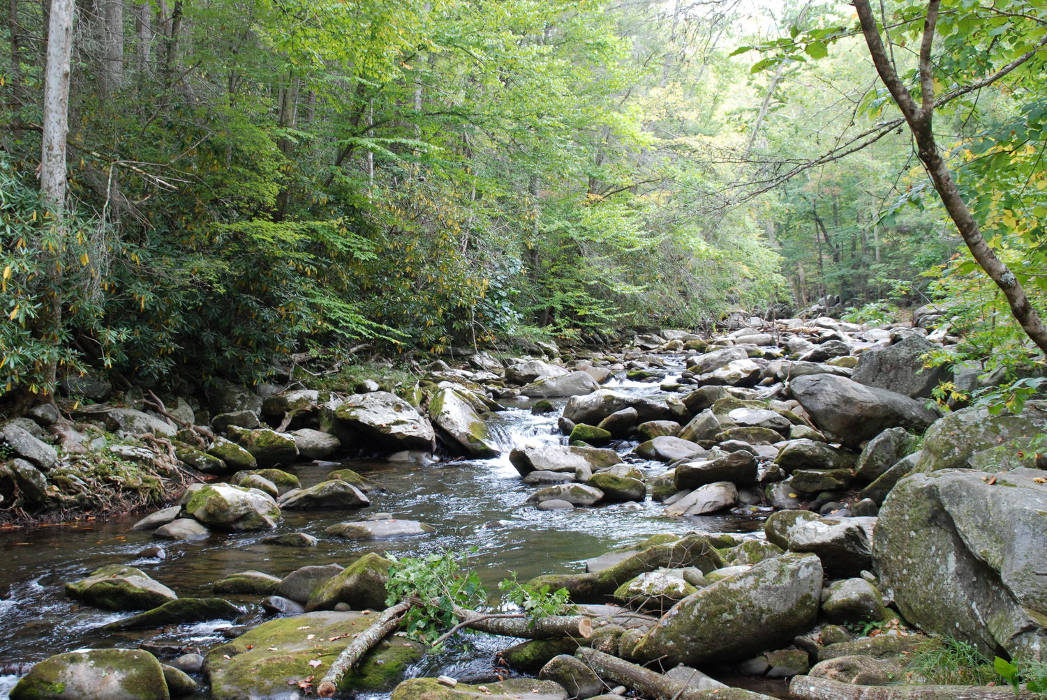 Stream+Elkmont