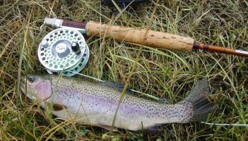 rainbow-trout-609551_1920-min