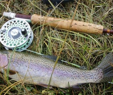 rainbow-trout-609551_1920-min