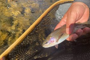 smokymountainguides.com-fly-fishing-100