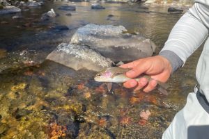 smokymountainguides.com-fly-fishing-101