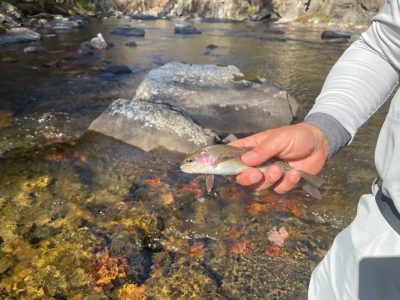 smokymountainguides.com-fly-fishing-101 smokymountainguides.com-fly-fishing-101