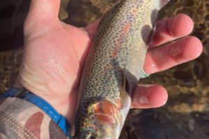 smokymountainguides.com-fly-fishing-103