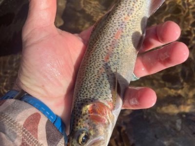 smokymountainguides.com-fly-fishing-103 smokymountainguides.com-fly-fishing-103