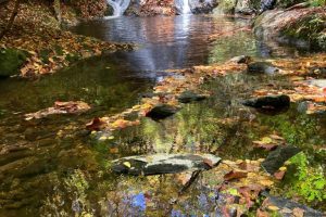 smokymountainguides.com-fly-fishing-105