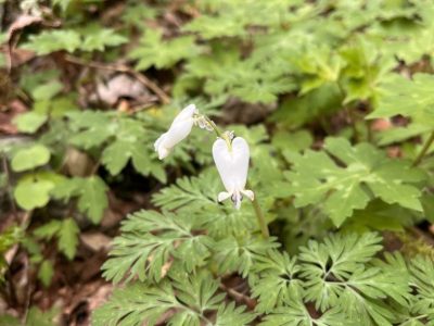 smoky-mountains-fall-color-mountain-view smoky-mountains-fall-color-mountain-view