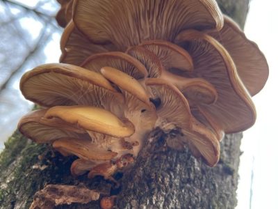 smoky-mountains-fall-color-overlook-tour smoky-mountains-fall-color-overlook-tour