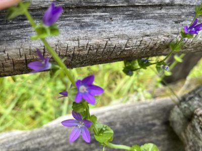 smoky-mountains-fall-color-scenic-drive smoky-mountains-fall-color-scenic-drive