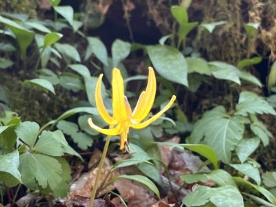 smoky-mountains-fall-foliage-autumn-color smoky-mountains-fall-foliage-autumn-color