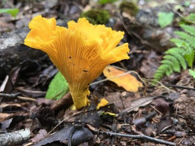 smoky-mountains-fall-foliage-ridgeline smoky-mountains-fall-foliage-ridgeline