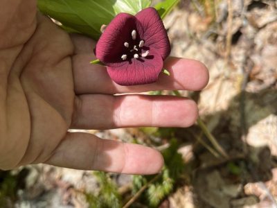 smoky-mountains-firefly-night-tour-experience smoky-mountains-firefly-night-tour-experience