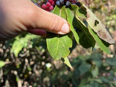 smoky-mountains-native-wildflower-aster smoky-mountains-native-wildflower-aster