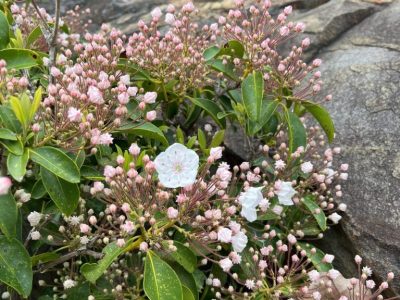 smoky-mountains-seasonal-guided-tour smoky-mountains-seasonal-guided-tour