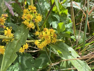 smoky-mountains-seasonal-nature-tour smoky-mountains-seasonal-nature-tour