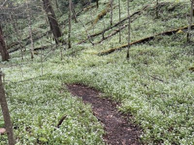 smoky-mountains-spring-bloom-guided-tour smoky-mountains-spring-bloom-guided-tour