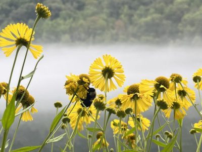 smoky-mountains-spring-wildflower-guided-tour smoky-mountains-spring-wildflower-guided-tour
