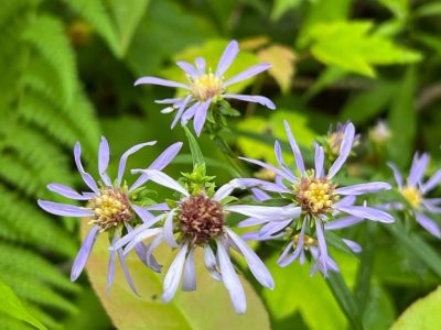 smoky-mountains-spring-wildflower-tour smoky-mountains-spring-wildflower-tour