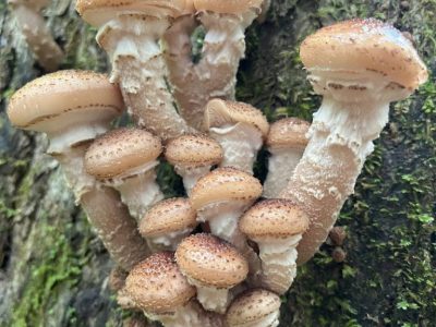 smoky-mountains-wildflower-bloom-tour smoky-mountains-wildflower-bloom-tour