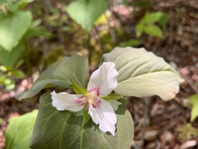 smoky-mountains-wildflower-plant-spring-tour smoky-mountains-wildflower-plant-spring-tour