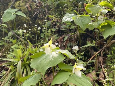 smoky-mountains-wildflower-spring-forest smoky-mountains-wildflower-spring-forest