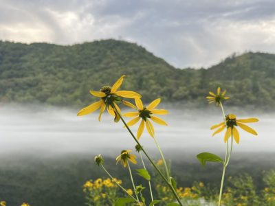 smoky-mountains-wildflower-trail-spring smoky-mountains-wildflower-trail-spring